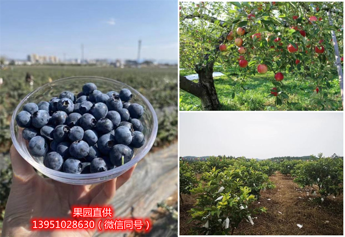 辰颐物语果园直供的水果怎么联系购买？产地是哪里的？水果新鲜吗？